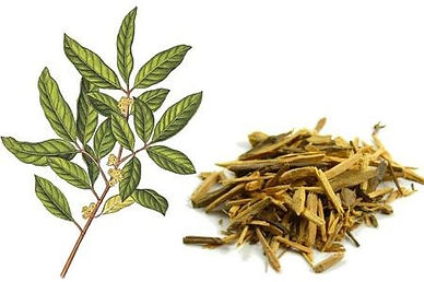 Muira Puama Extract