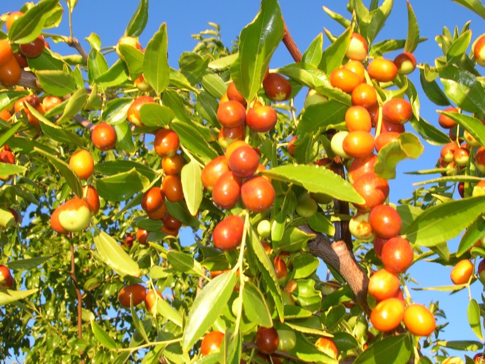 Organic Powder Ziziphus Mauritiana Extract Powder.jpg