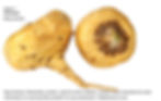 Maca root extract