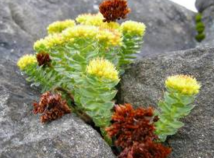 Organic Powder Rhodiola powder