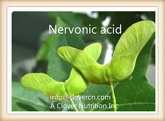 Truncatum Extract Nervonic Acid 90