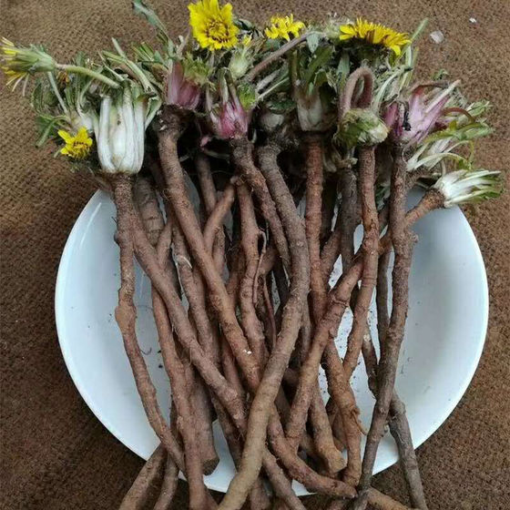 ACNS00103 Dandelion extract (Taraxacum officinale)
