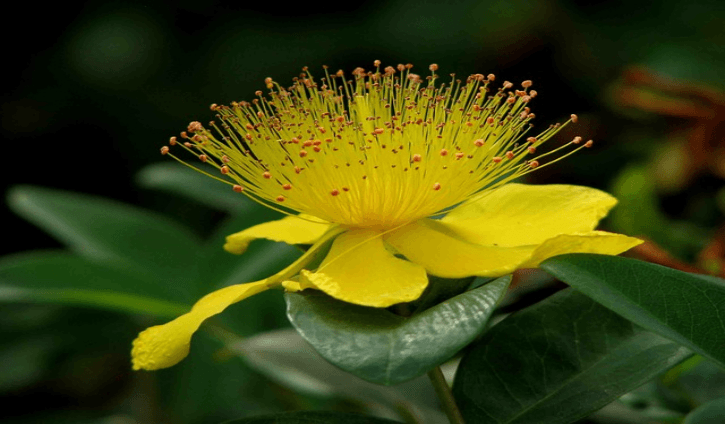 Organic Powder St. John's Wort powder.png