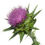 Thumbnail: Organic Powder milk thistle powder