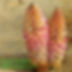 Cistanches Herb Straight Powder