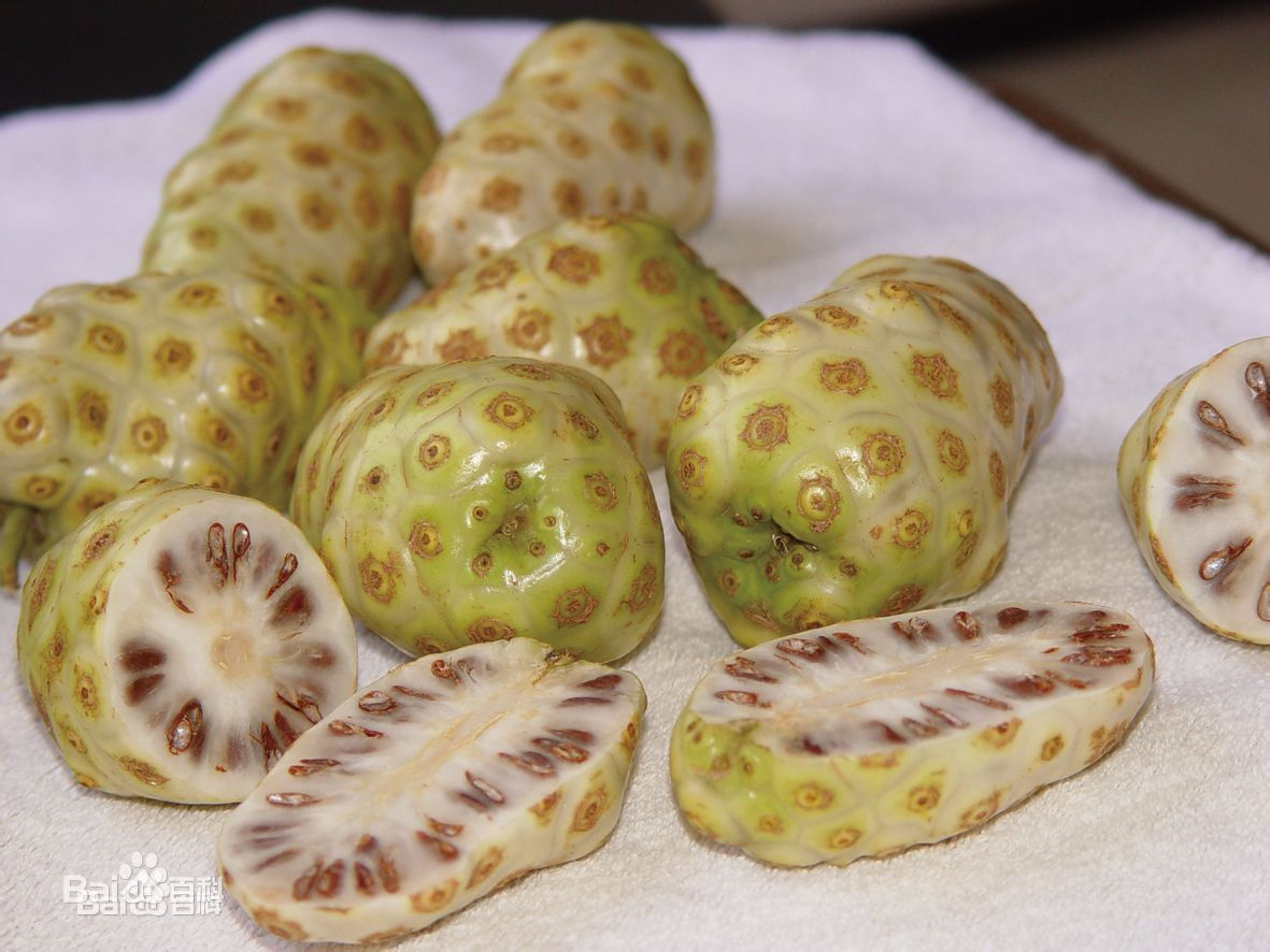 CNS00527 Noni Fruit Straight Powder