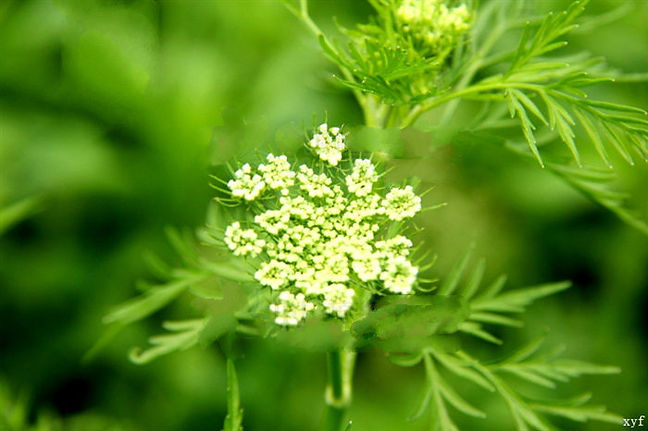 Cnidium Extract Powder/Osthole/She Chuang Zi