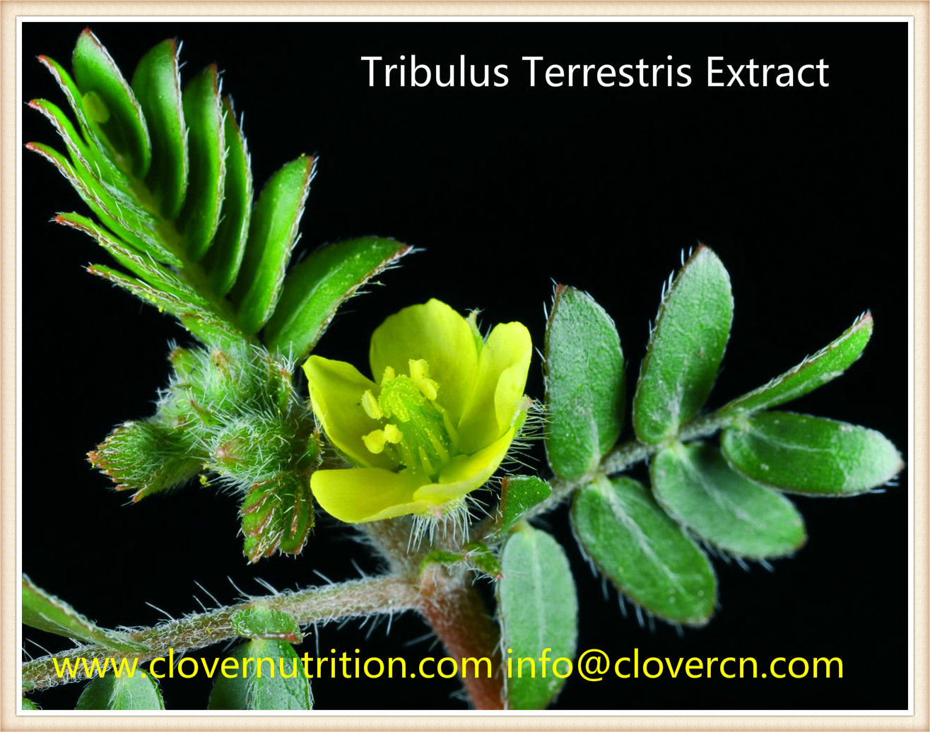 CNS0153 Tribulus Terrestris Extract Saponins 45%