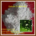 Miniatura: CNS00550 Osthole 20%