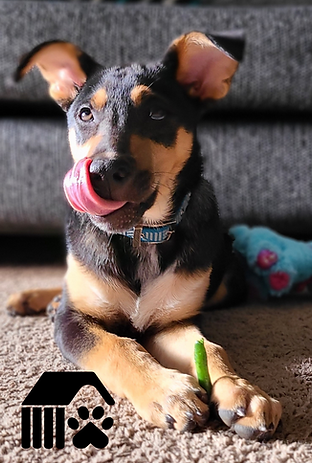 Puppy with green bean