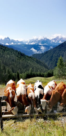 IMG_20210801_135232 (1).jpg