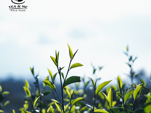 Assam Green Tea