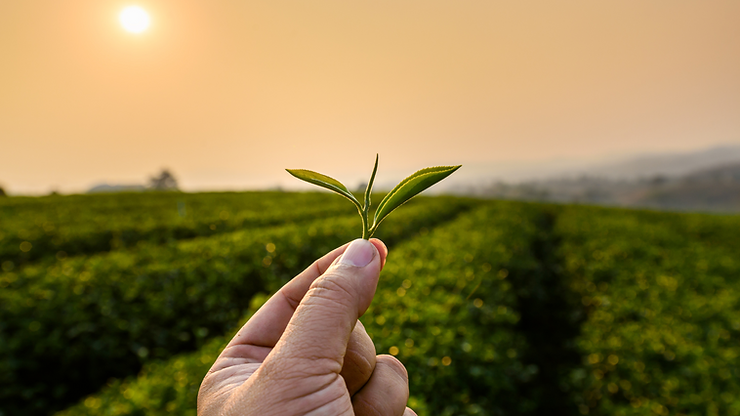 Single-origin teas are redefining the premium market, offering tea lovers unmatched purity and authenticity from a single region.