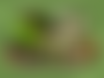 The Hidden Reason Herbal Tisanes Are Not “Tea” — And Why That Matters