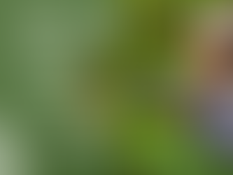 Farm for Food: How Pure Ingredients Shape the Future of Tea & Ceylon Cinnamon