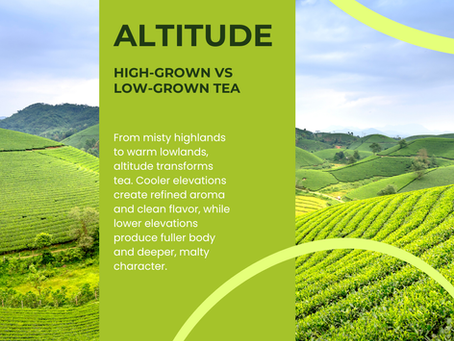 How Altitude Changes Tea Taste: What High-Grown and Low-Grown Teas Actually Mean