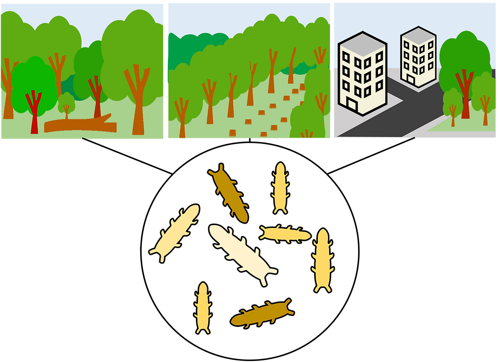 An infographic showing the three studied levels of habitats across an urbanisation gradient: natural and managed forests and city parks, all of which are home to microscopic moss-dwelling tardigrades