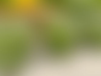 Batido VERDE DETOX: potencia tu sistema digestivo