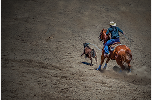 Timed Events and Roping Products.png