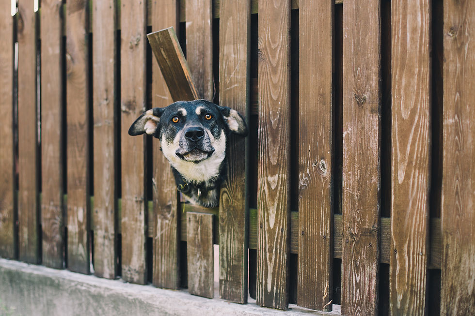 Curious dog looking from the hole in the