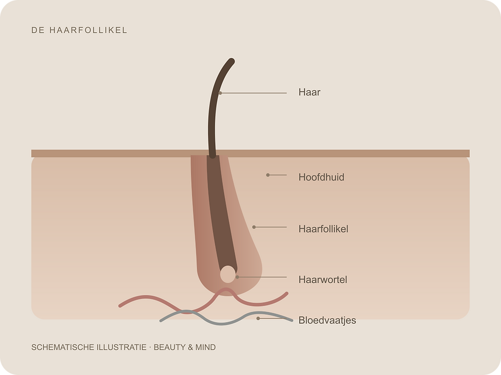 Schematische illustratie van een haarfollikel in de hoofdhuid