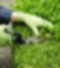 Hedges and Conifers