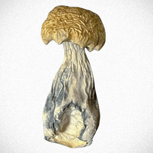 600x600.png