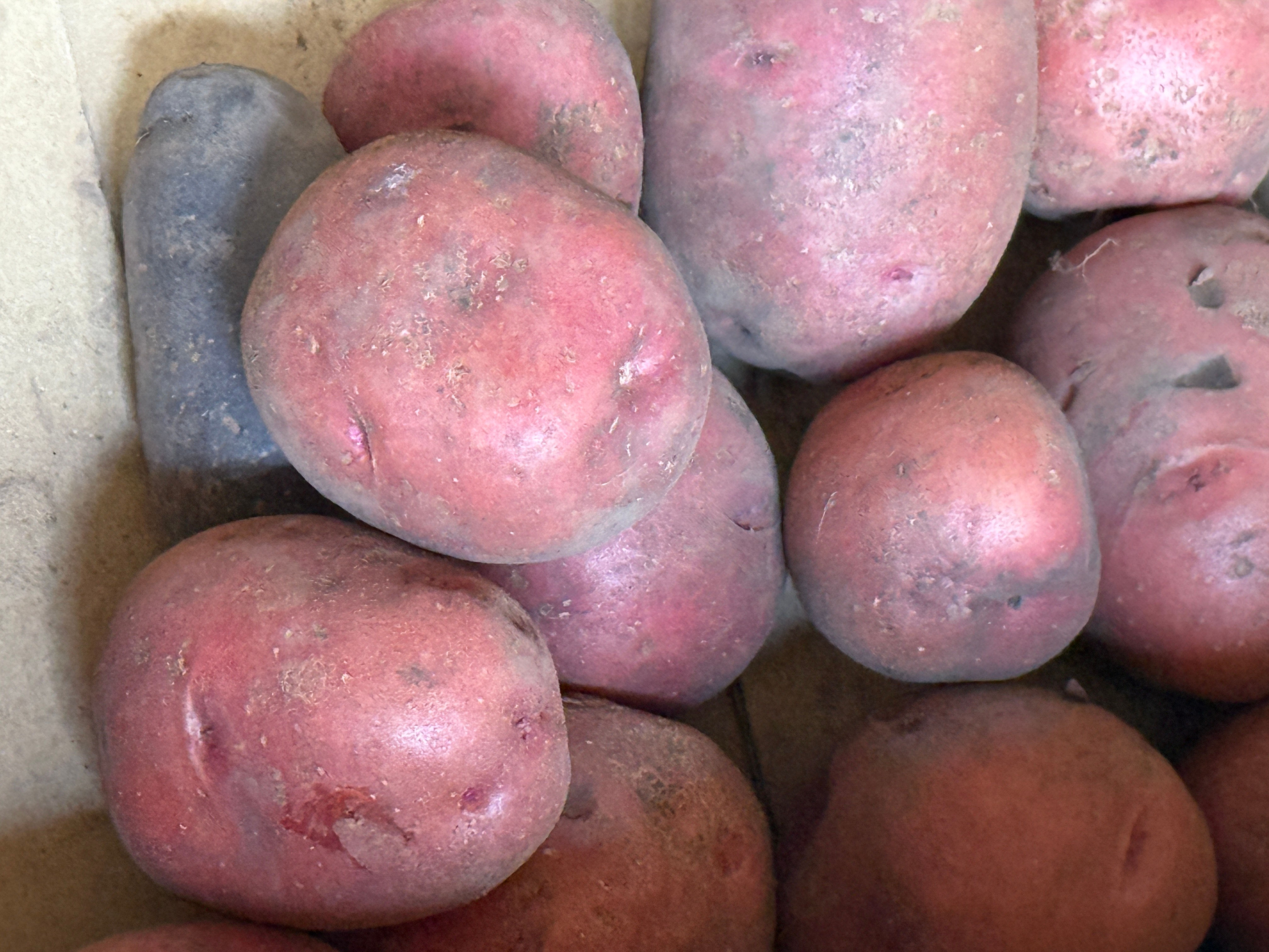 アンデスレッド/じゃがいも【無農薬無化学肥料栽培】1Kg