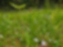 DH - grass.jpeg