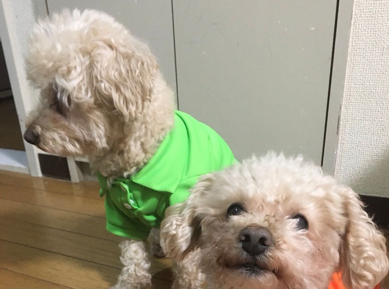犬が視線を逸らす、そっぽを向く理由