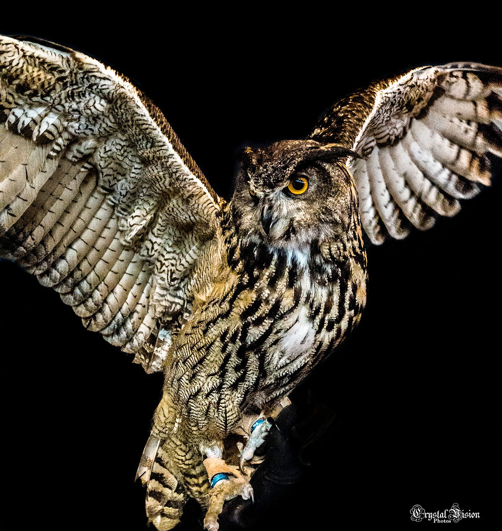 Owl 2