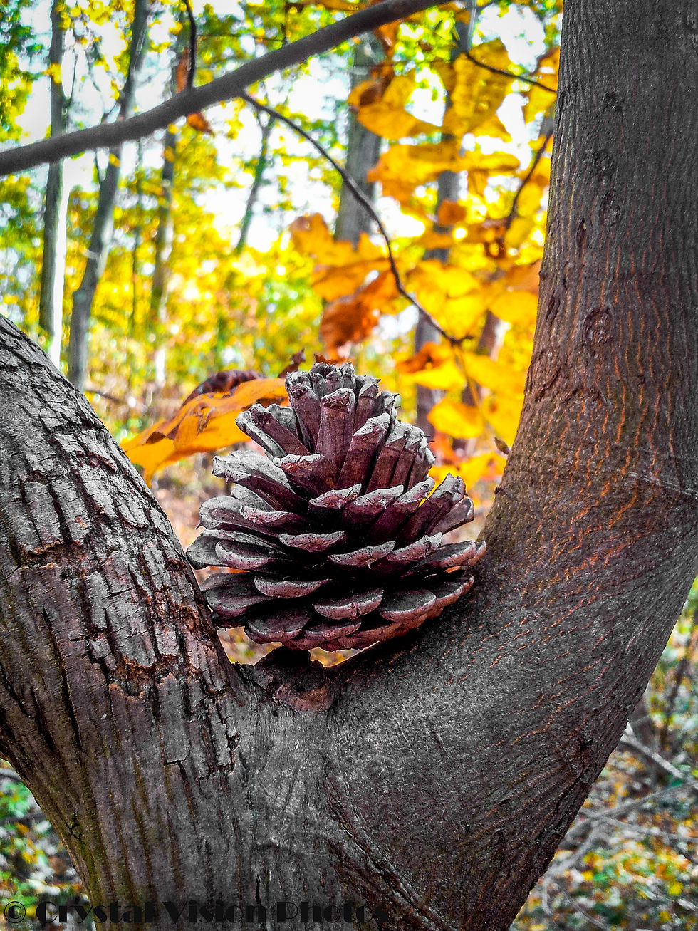 Acorn