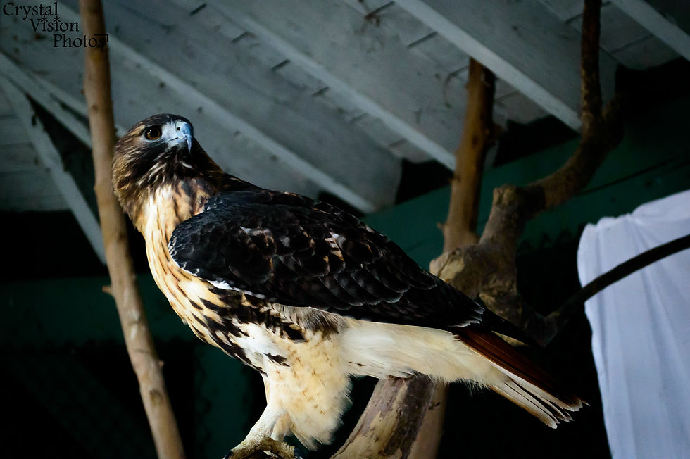 redtailhawk