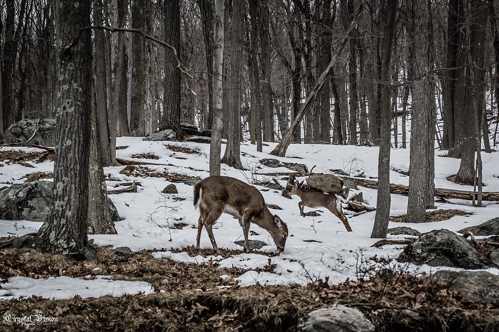 Deer East 2 DRAG-1