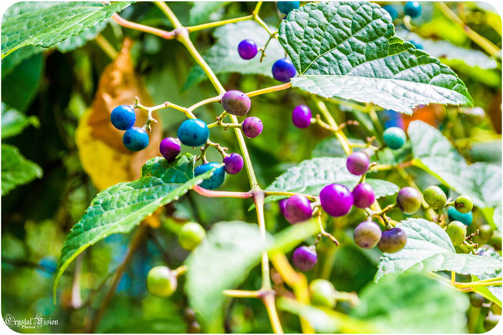 Colorful Berries