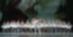 การแสดง Swan Lake อันเลื่องชื่อ