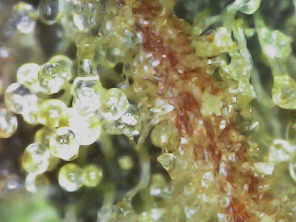 EAST COAST DANK DROPS MICRO2