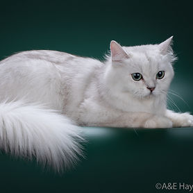 Хайленд страйт