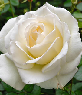 white rose.jpg