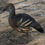 Thumbnail: Eyeton Tree Duck pair