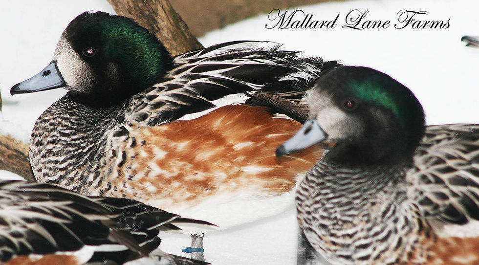 Thumbnail: Chiloe Widgeon pair