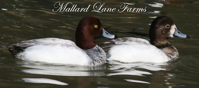 silver red head duck