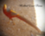 Thumbnail: Cinnamon Golden Pheasant (full colored)