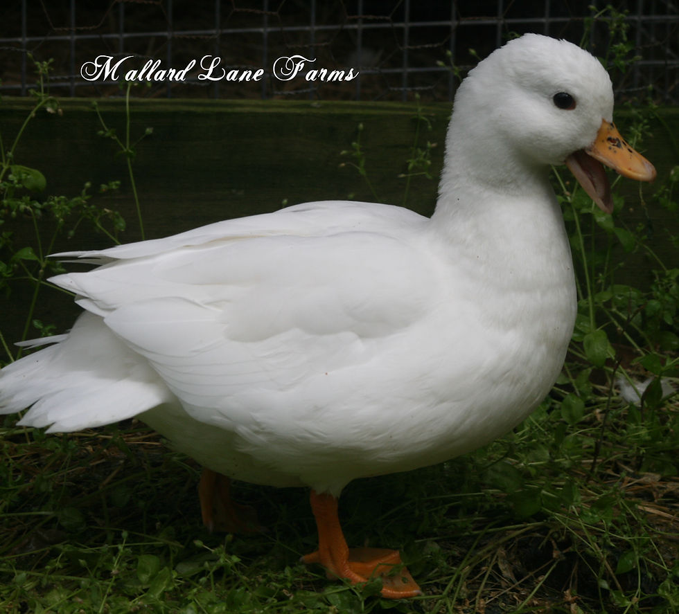 Call Ducks for sale United States Mallard Lane Farms
