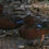 Thumbnail: Cinamon Teal pair