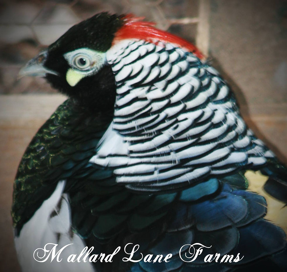 Lady Amherst Pheasant pair (yearlings)