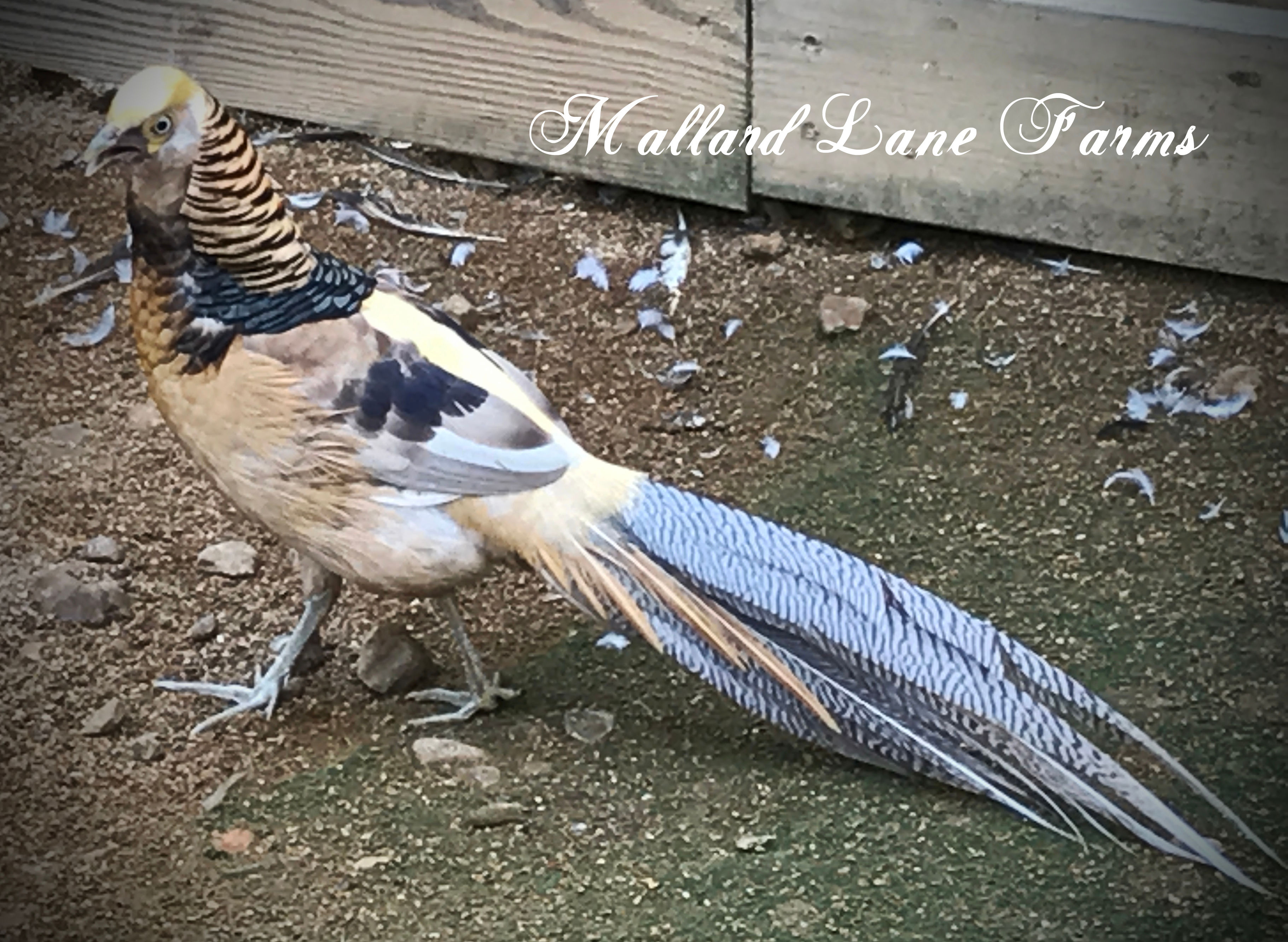 Yellow Golden Pheasant (full colored)
