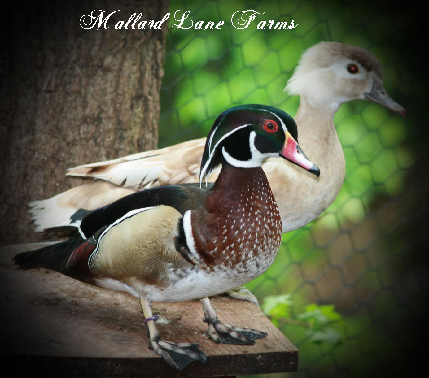 Wood Duck pair normal colored male apricot hen