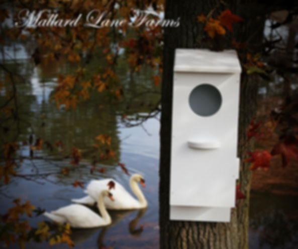 wood duck nesting box