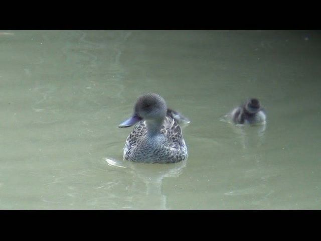 Thumbnail: Cape Teal pair
